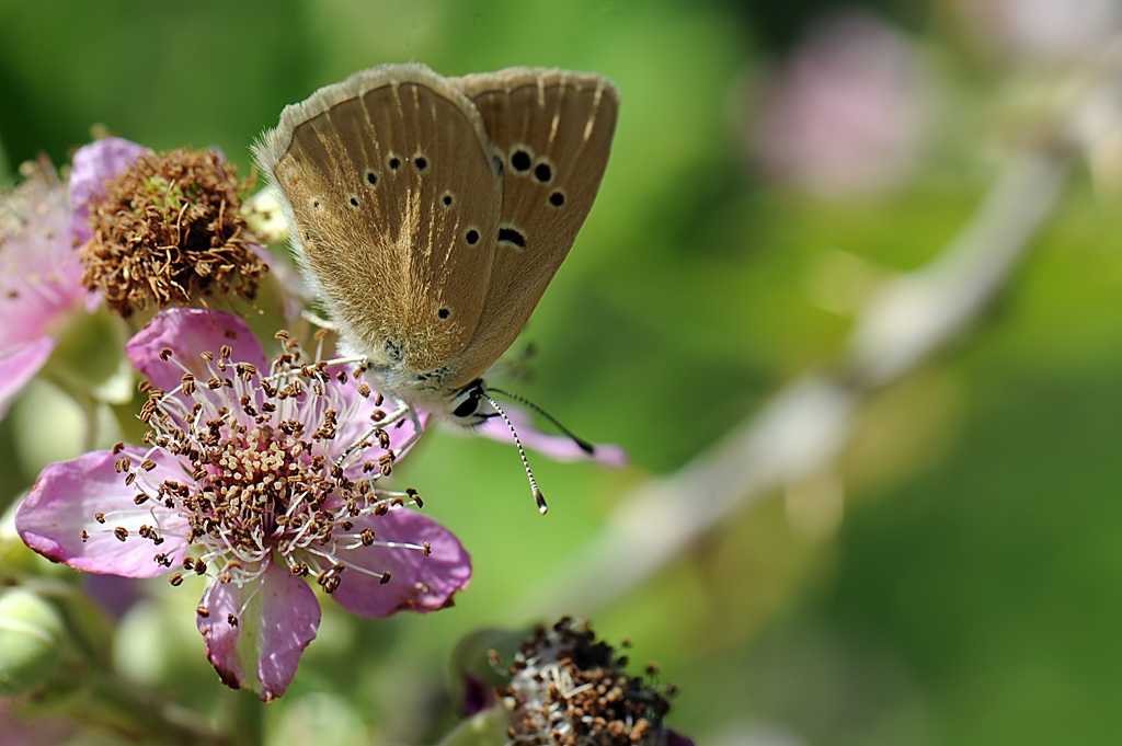 Polyommatus (Agrodiaetus) Virgilius female