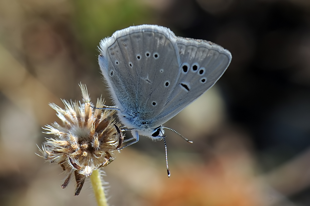 Polyommatus (Agrodiaetus) Virgilius male