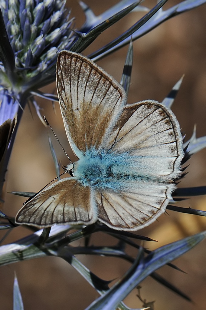 Polyommatus (Agrodiaetus) Virgilius male