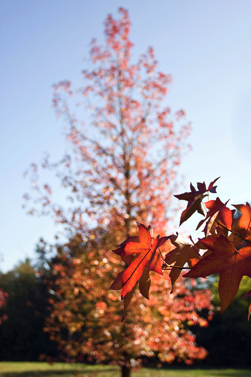 I colori dell'autunno n.3