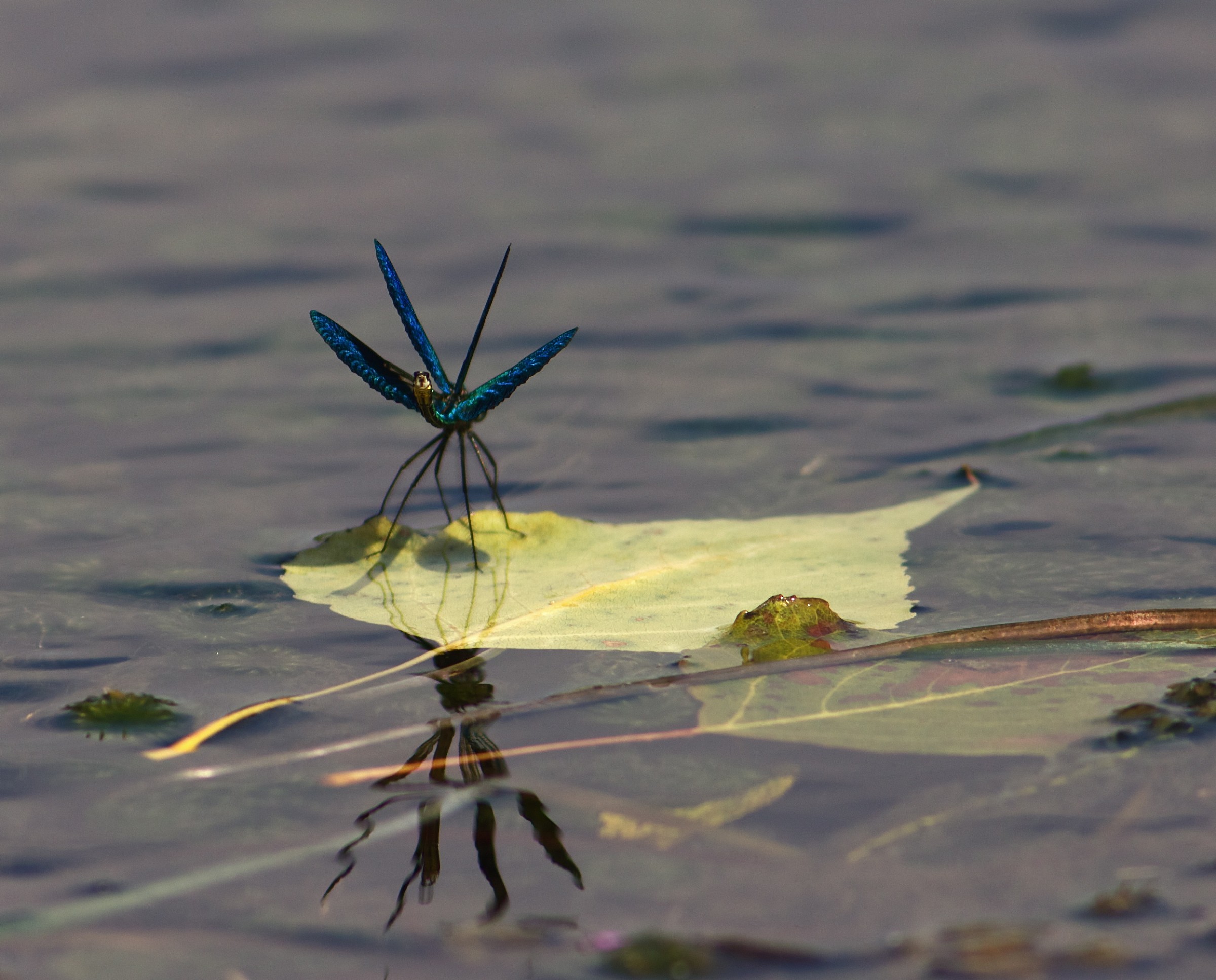 Calopteryx in parata