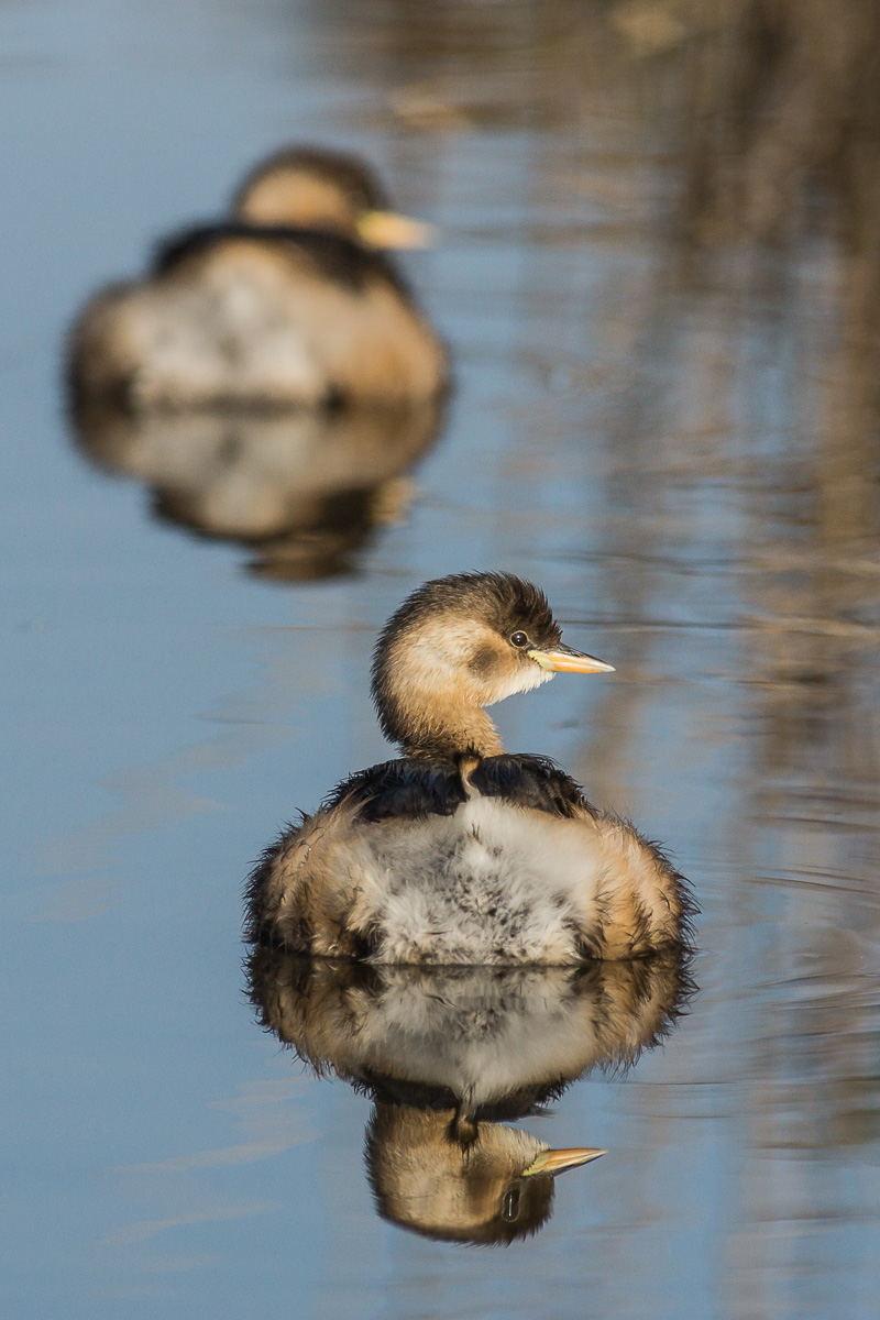 grebes