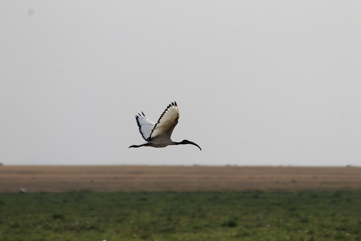 Sacred Ibis