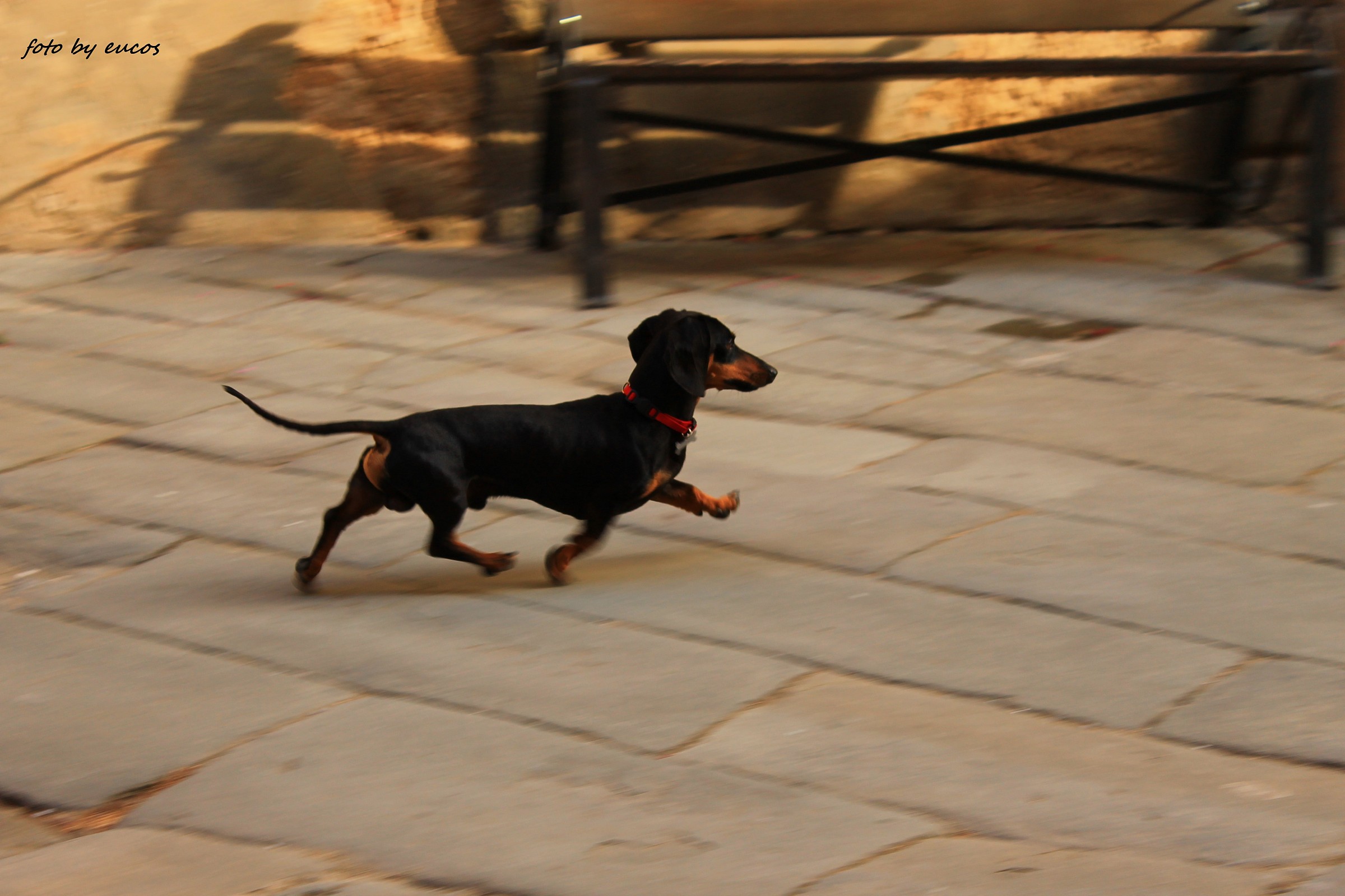 the rush of the Dachshund