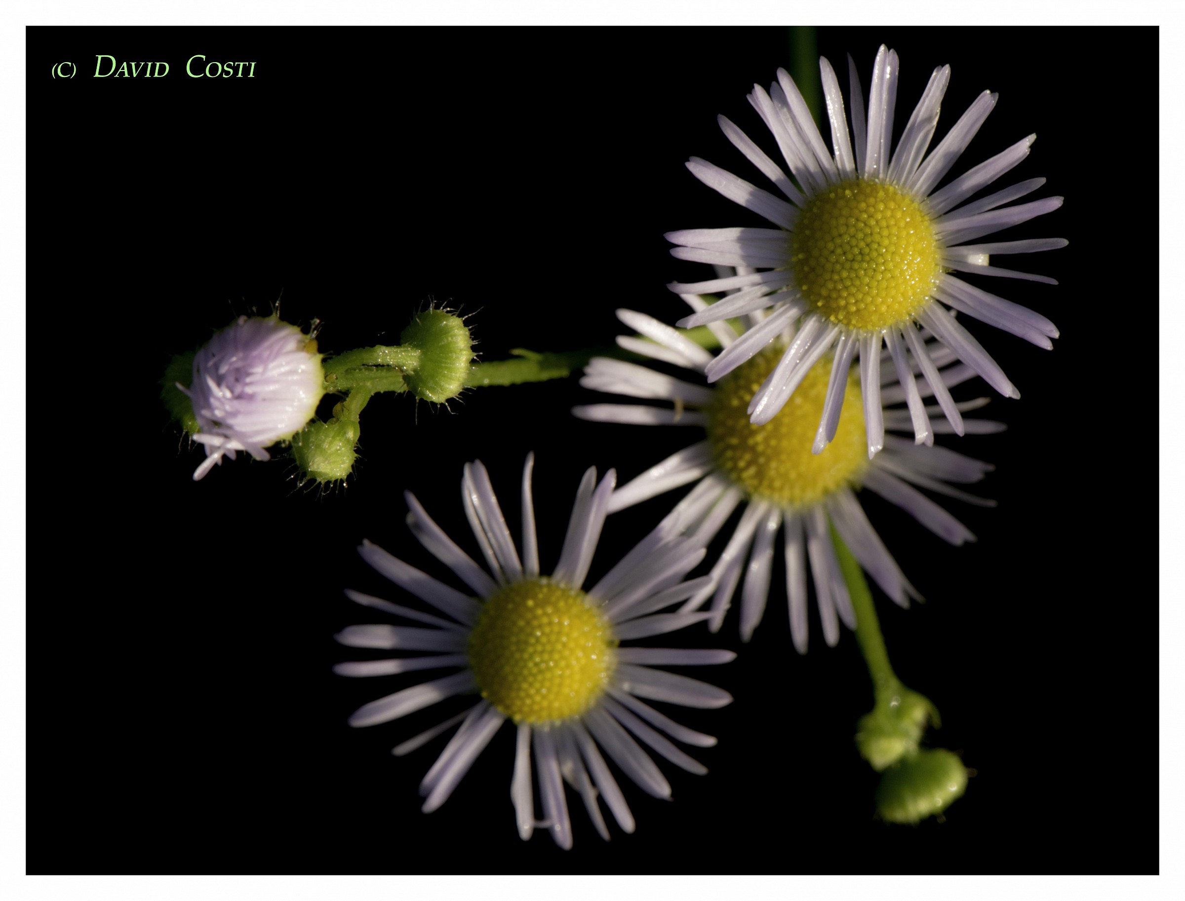 Ombrelle sotto il Sole