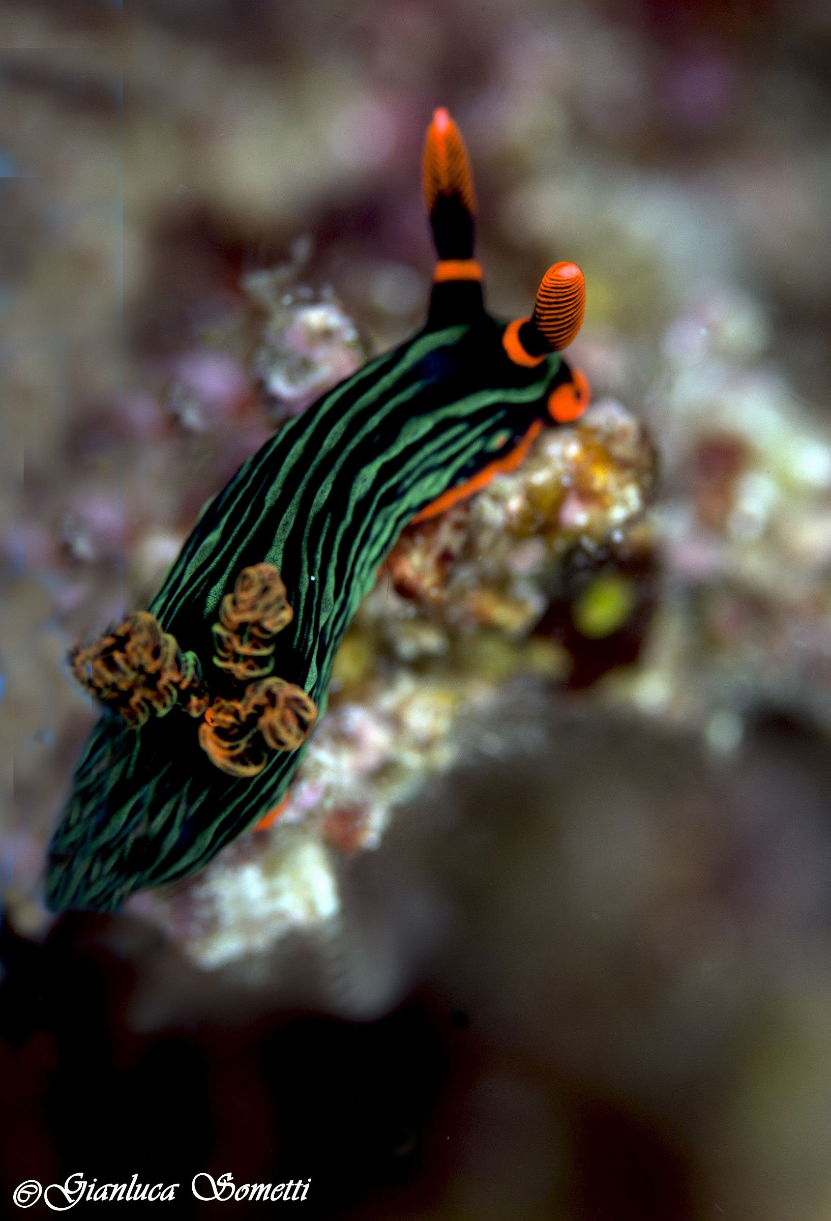nembrotha kubaryana