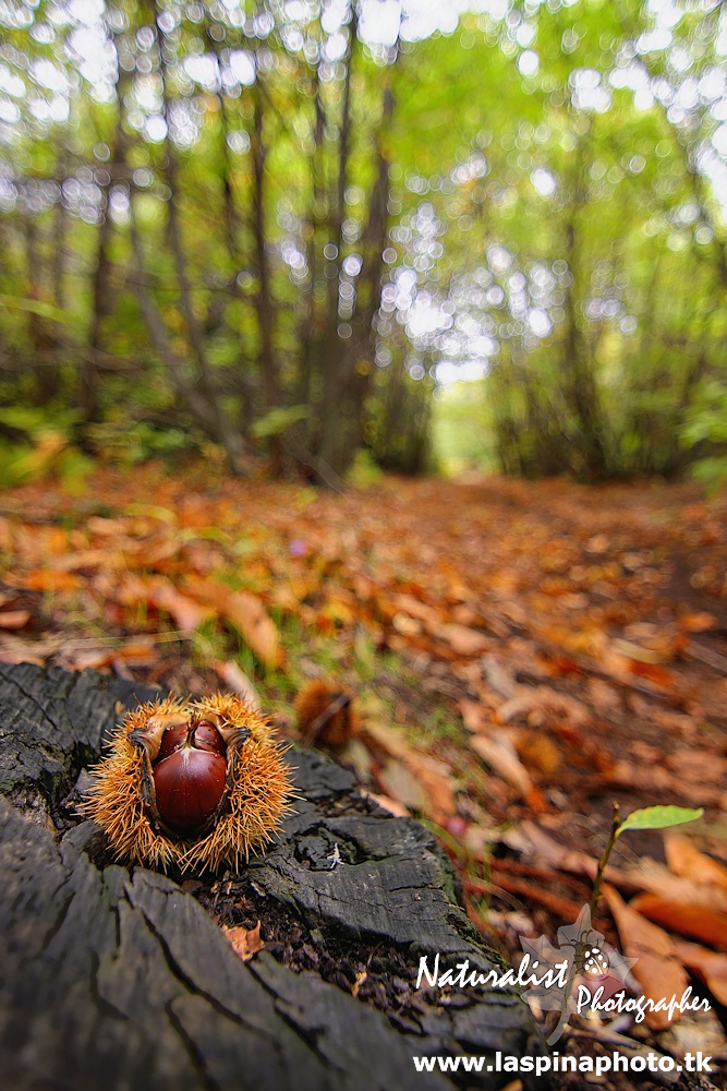 Time Chestnuts