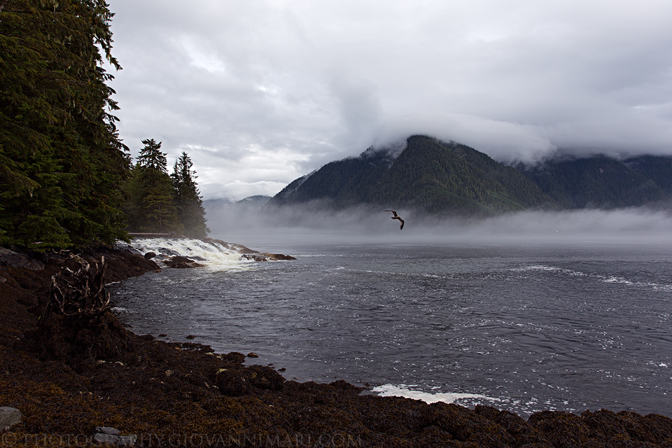 Great Bear Rainforest