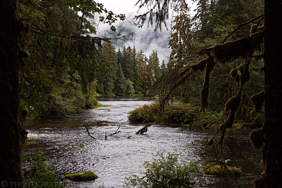 Great Bear Rainforest 2