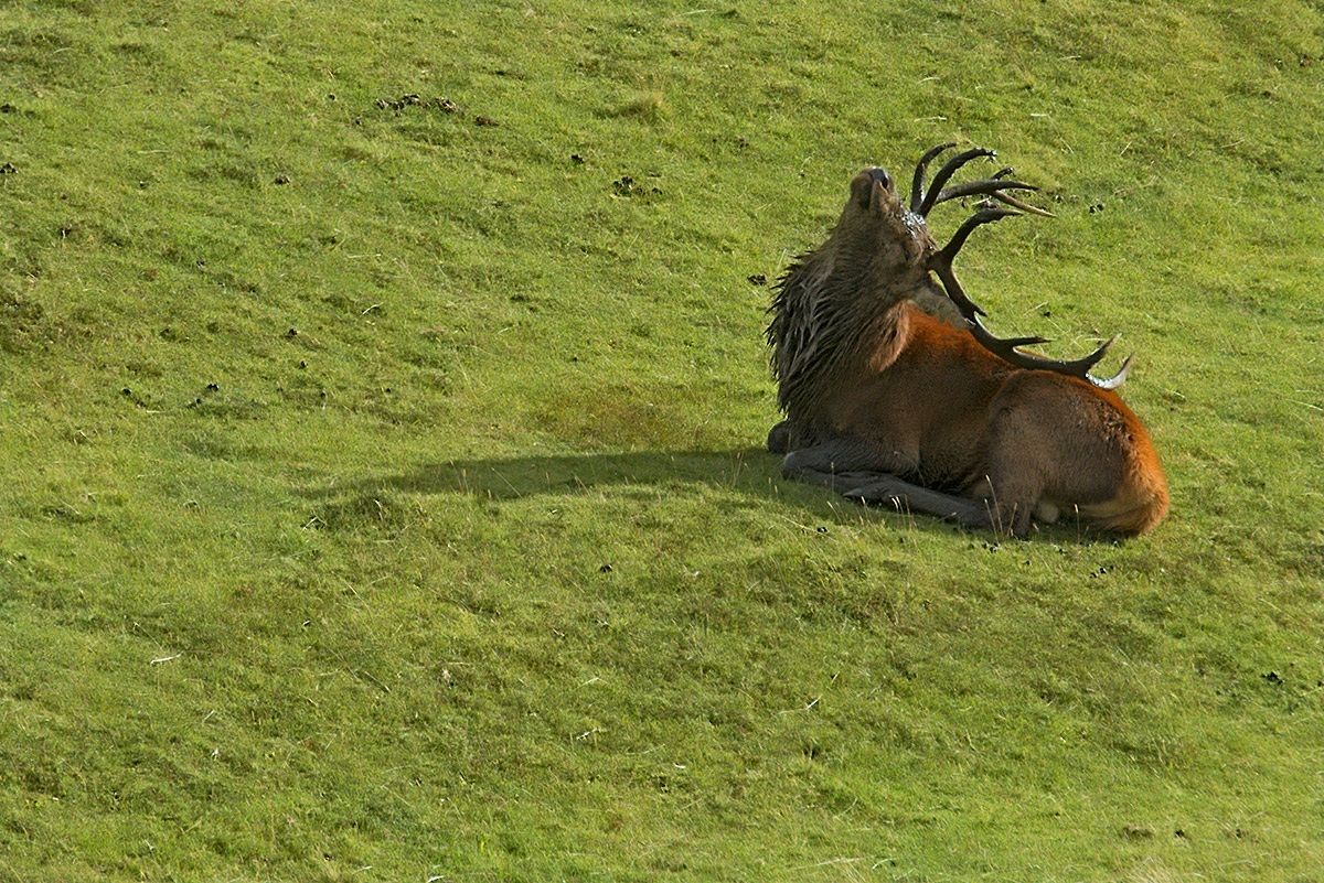 between a belling and the other ...