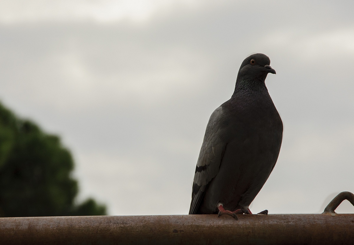 pigeon Roman
