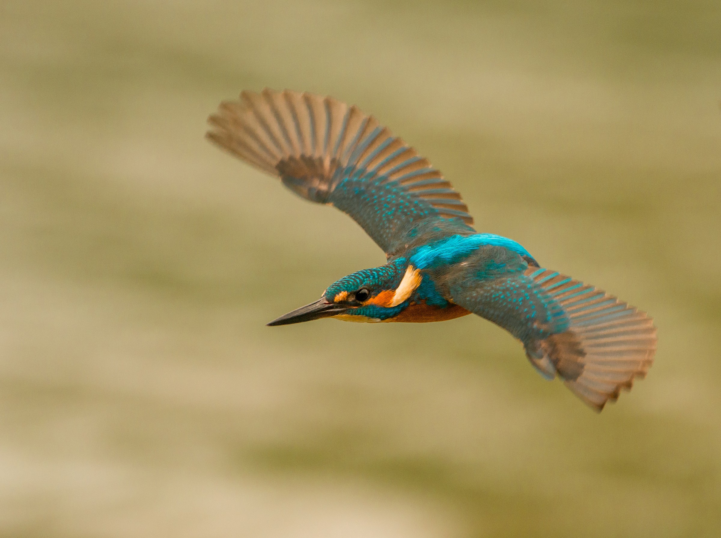 martin pescatore in volo