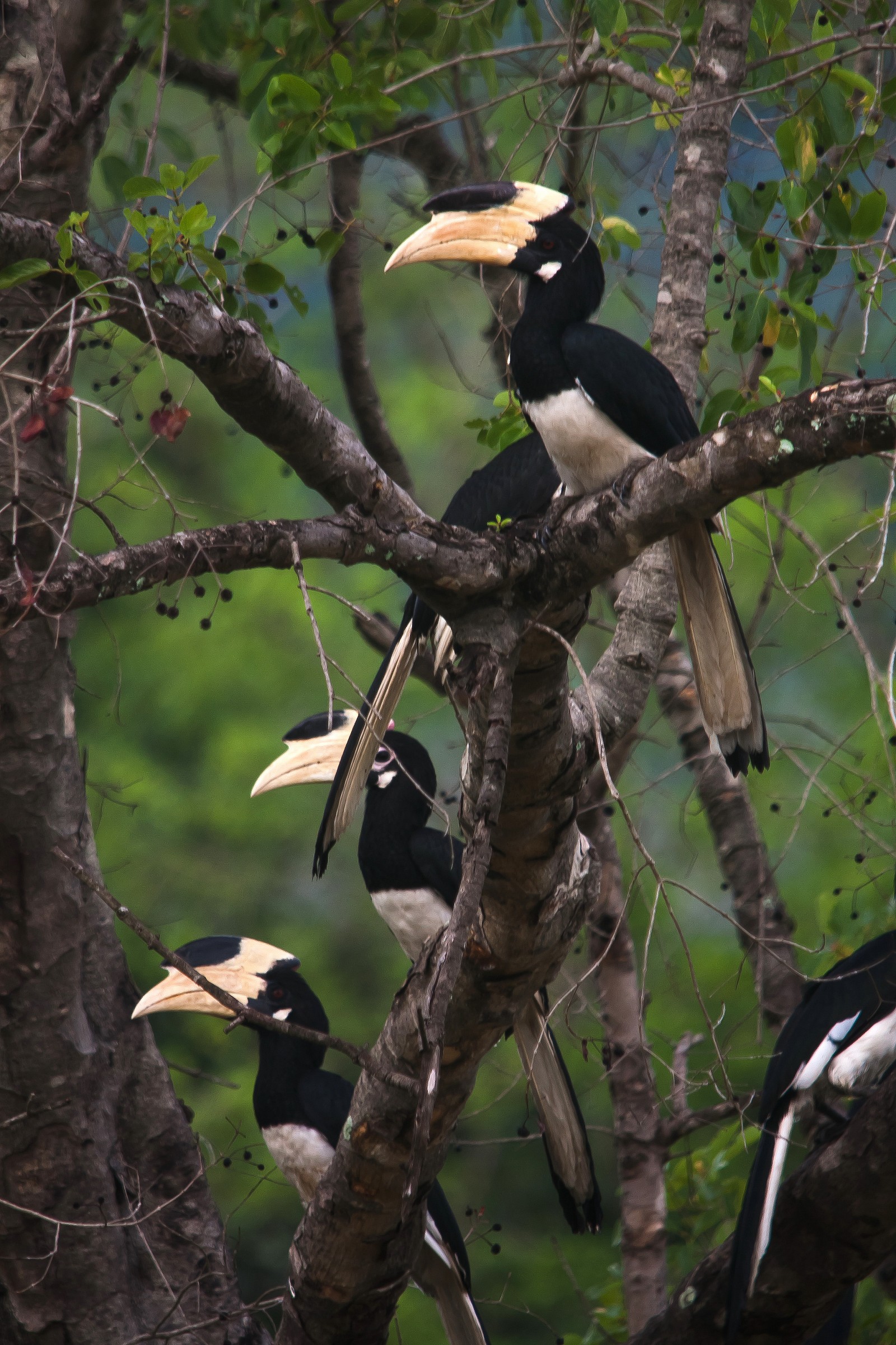 Malabar Pied Hornbills