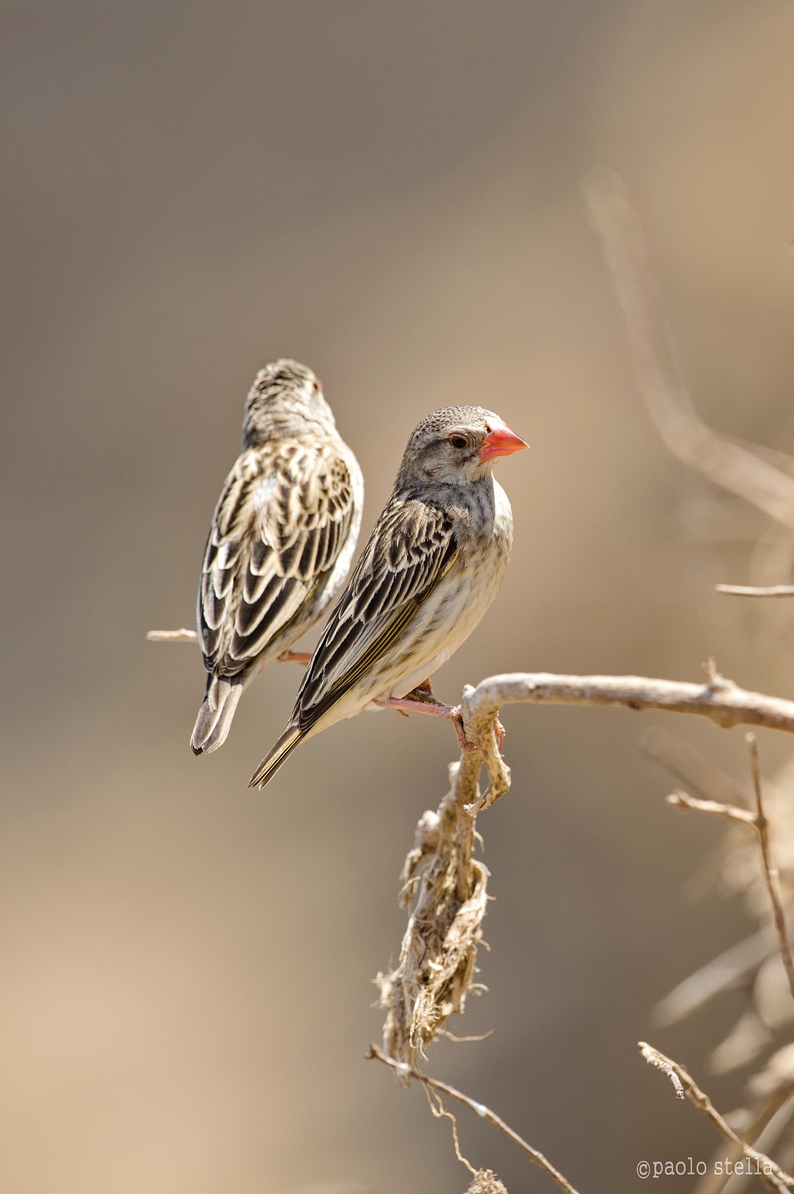 Red-billed Quelea (Quelea quelea)