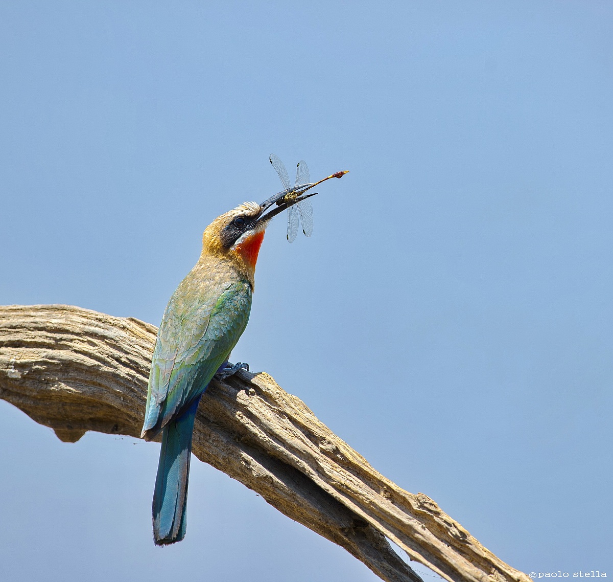 White-fronted Bee-eater and dragonfly