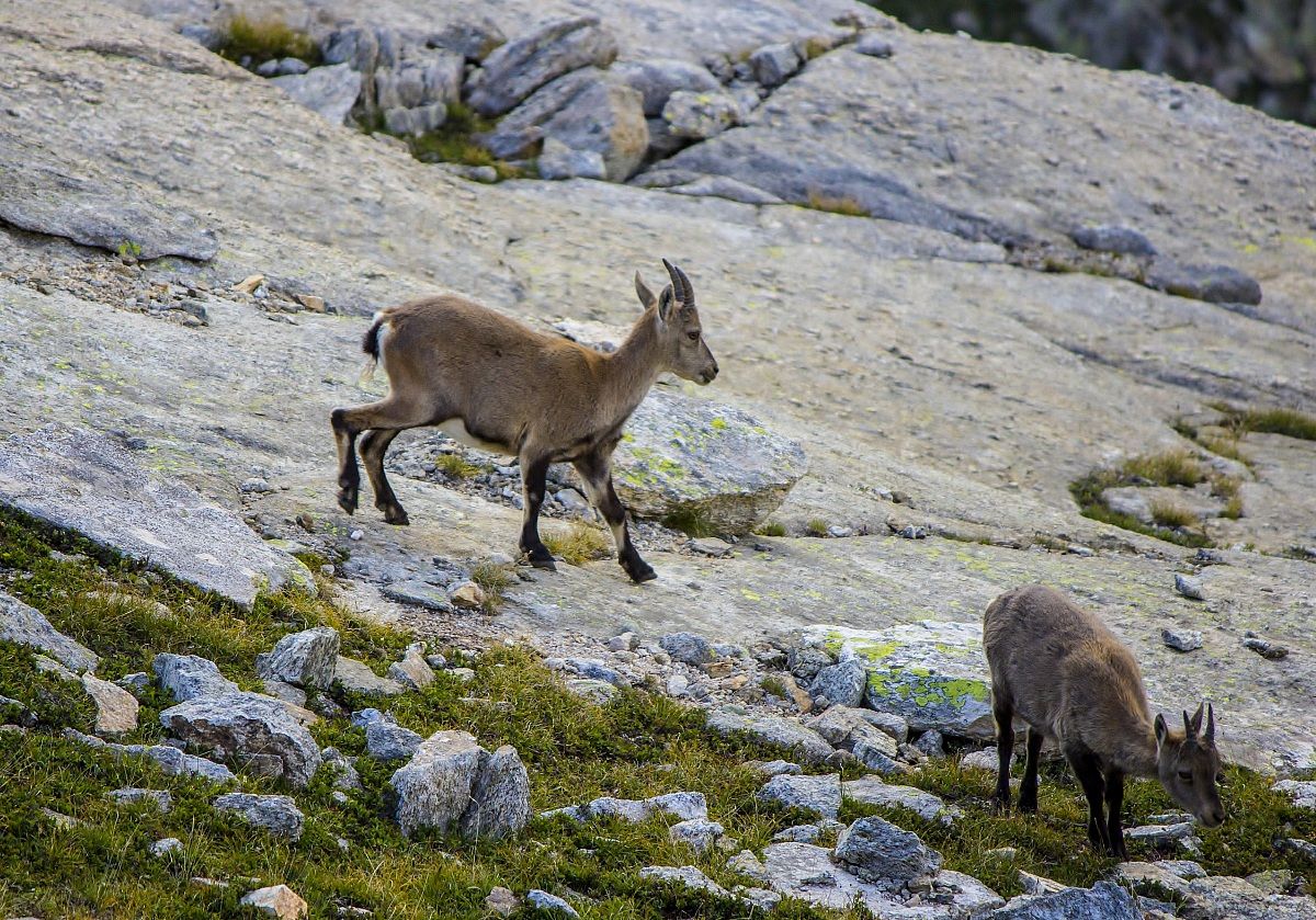 Giovani di stambecco