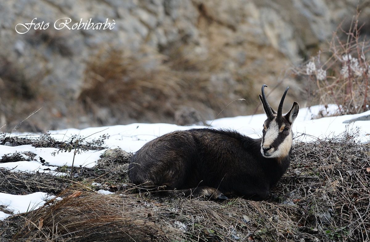 Camoscio ...penichella ...