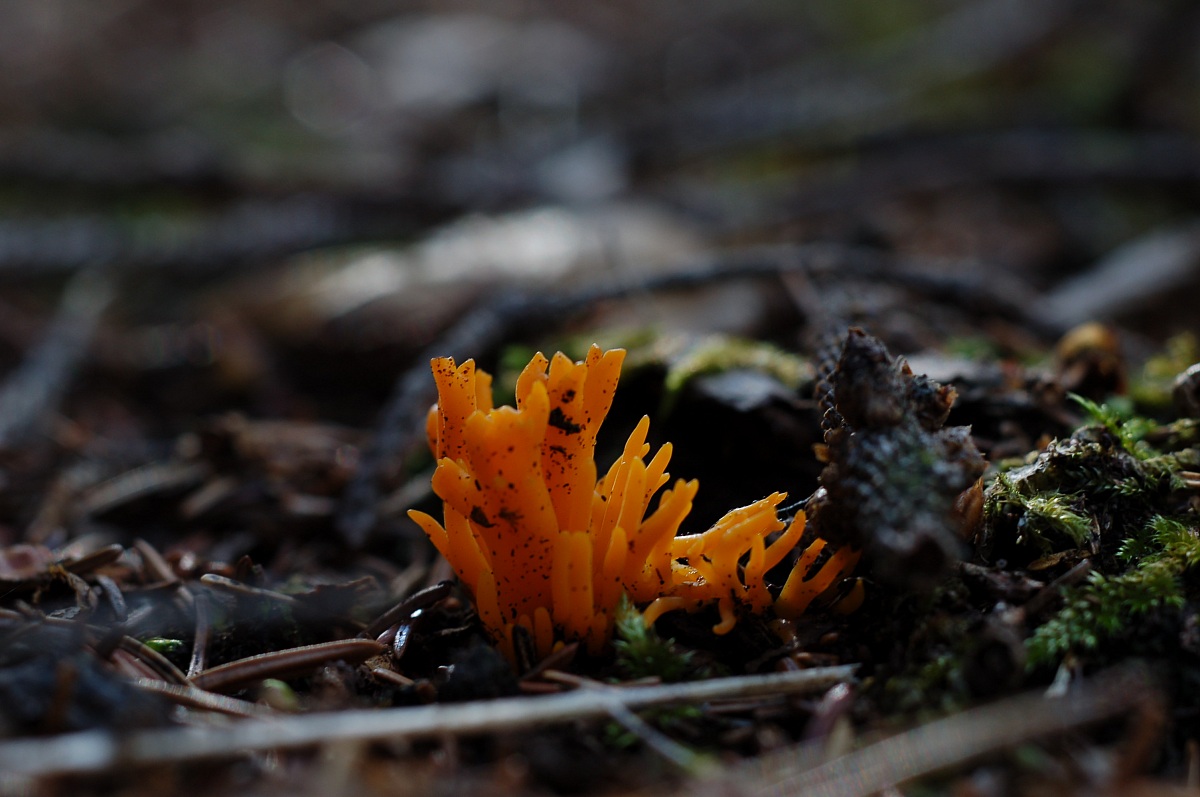 Manina (Ramaria Flava)