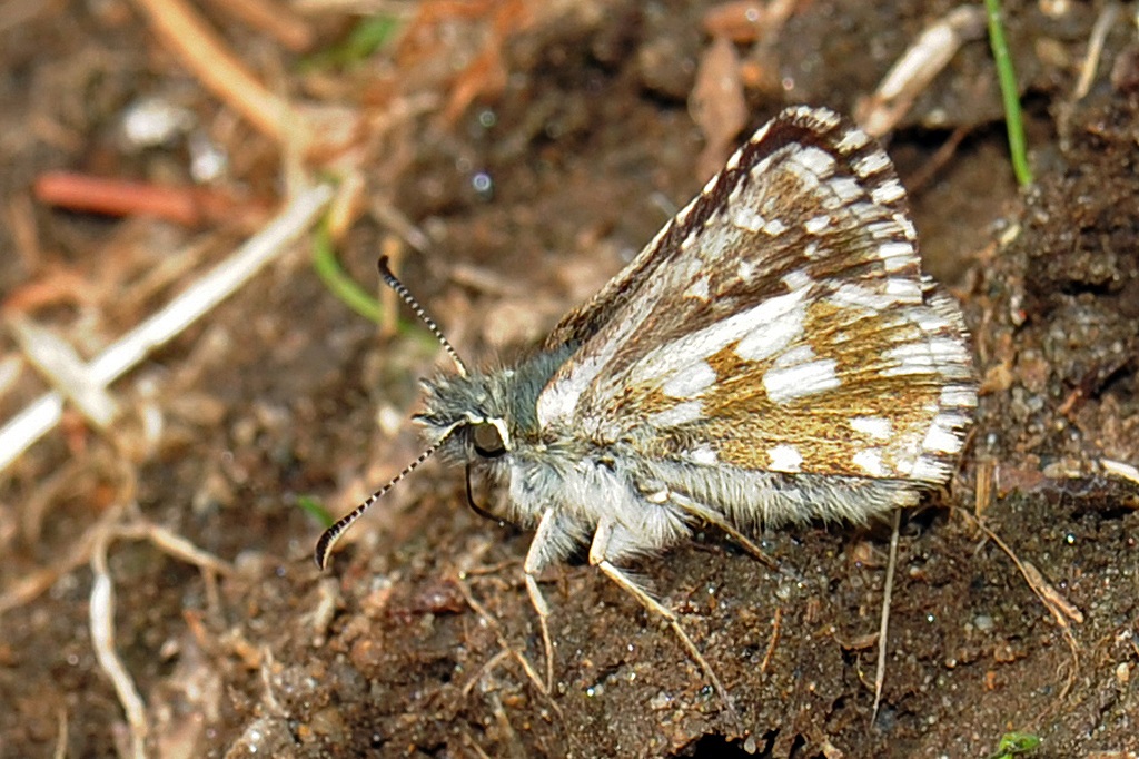Pyrgus alveus