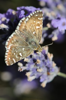 Pyrgus centralitaliae