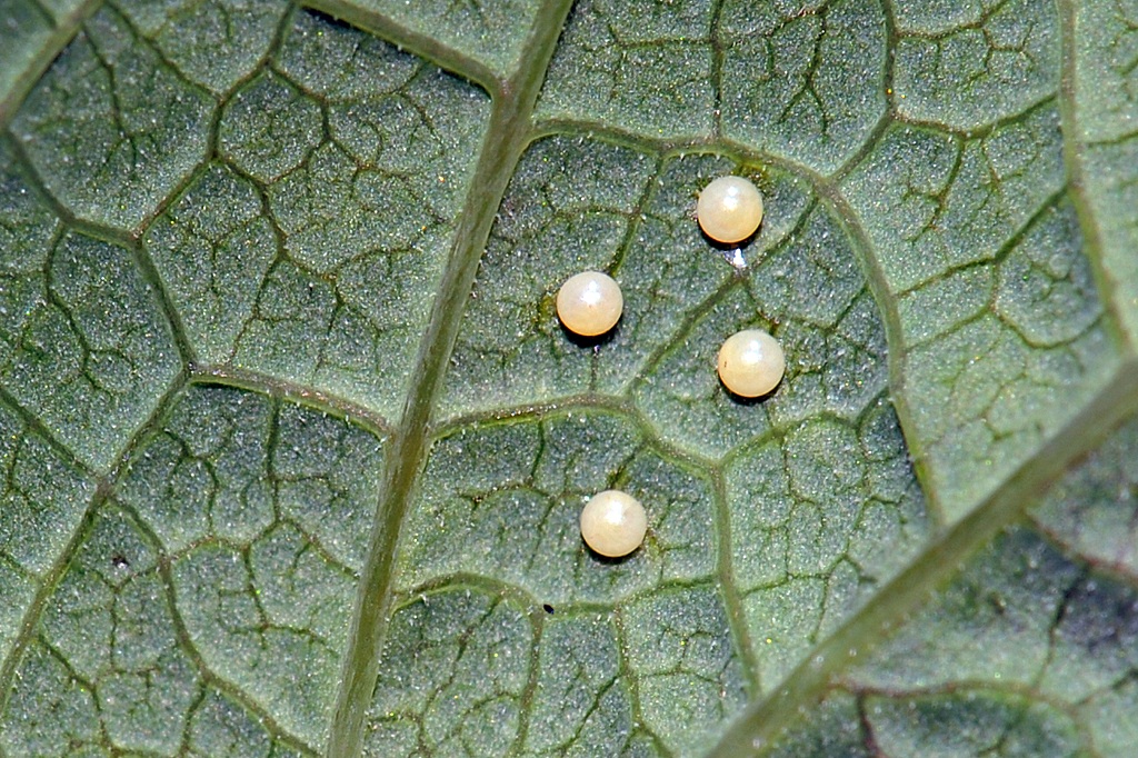 Zerynthia cassandra - eggs