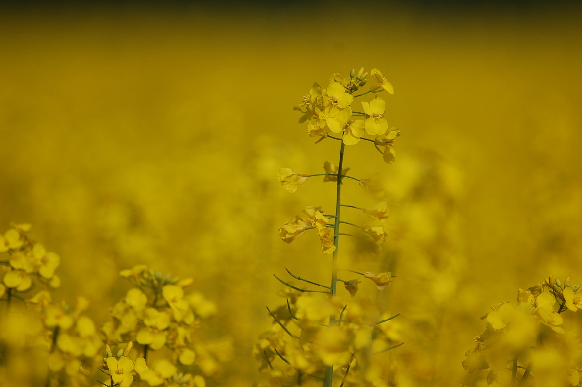 Fioritura della Colza (1)