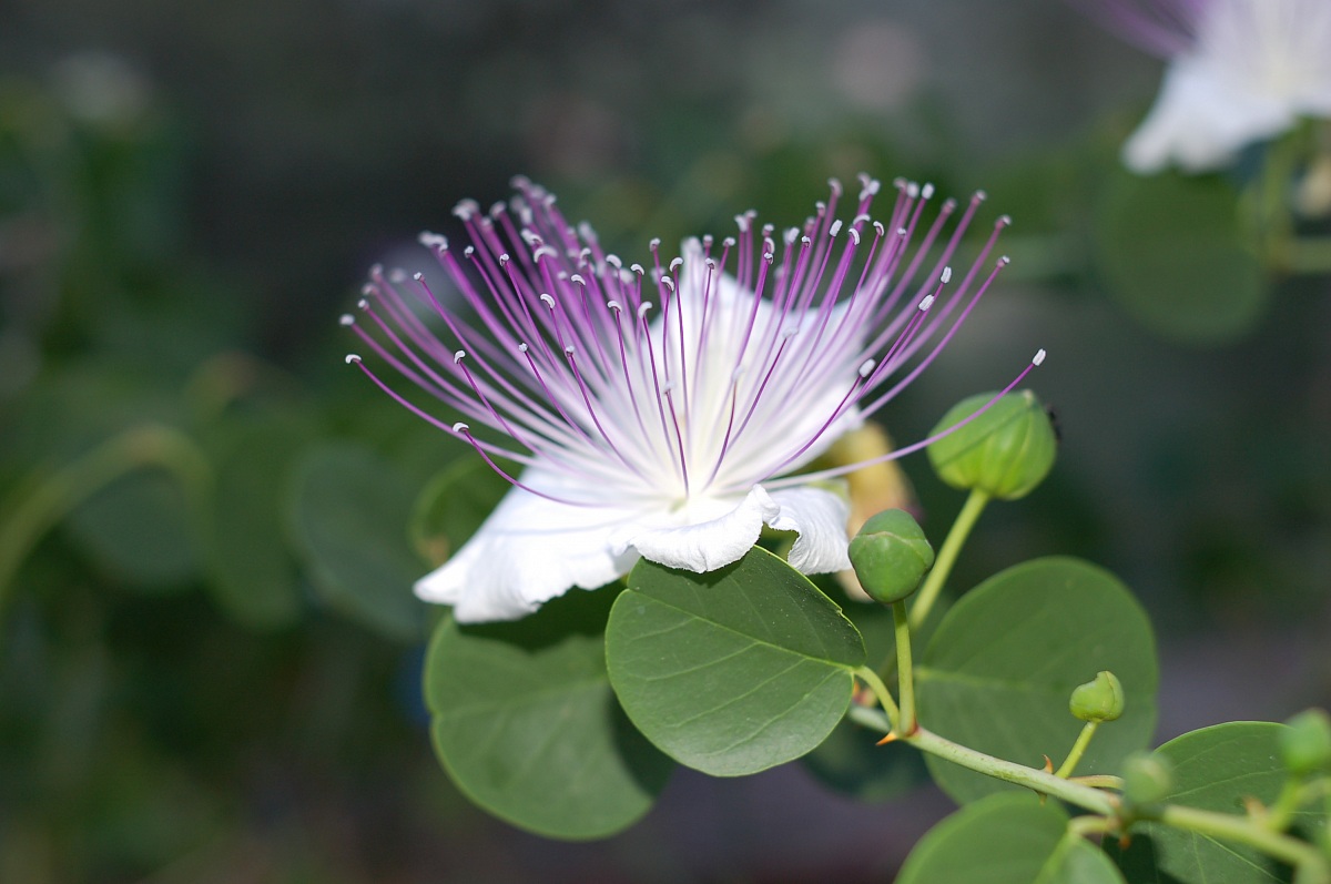 Fiore di Cappero (2)
