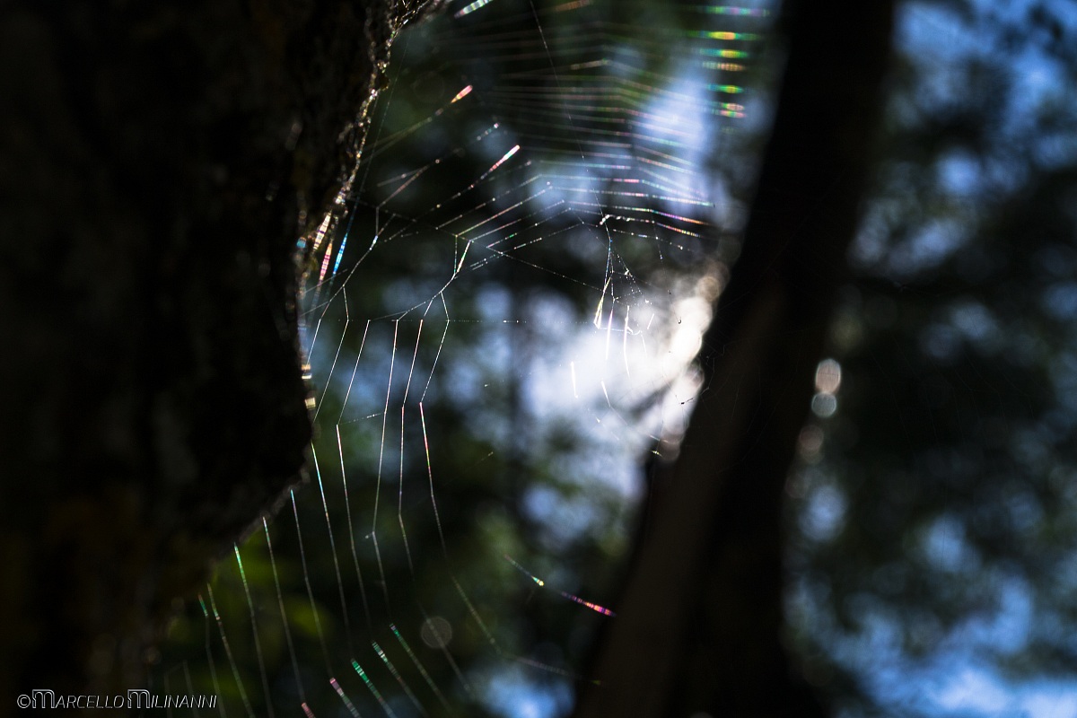web