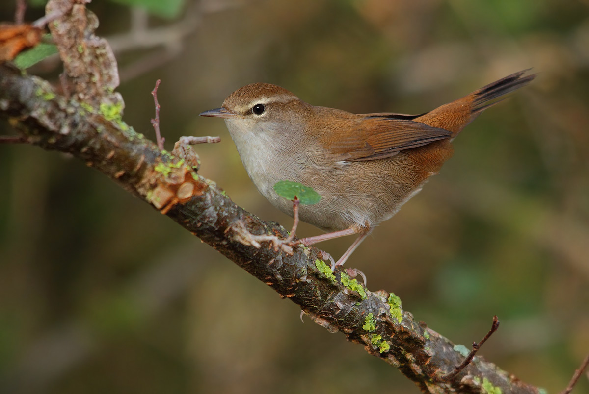 Cetti's Warbler