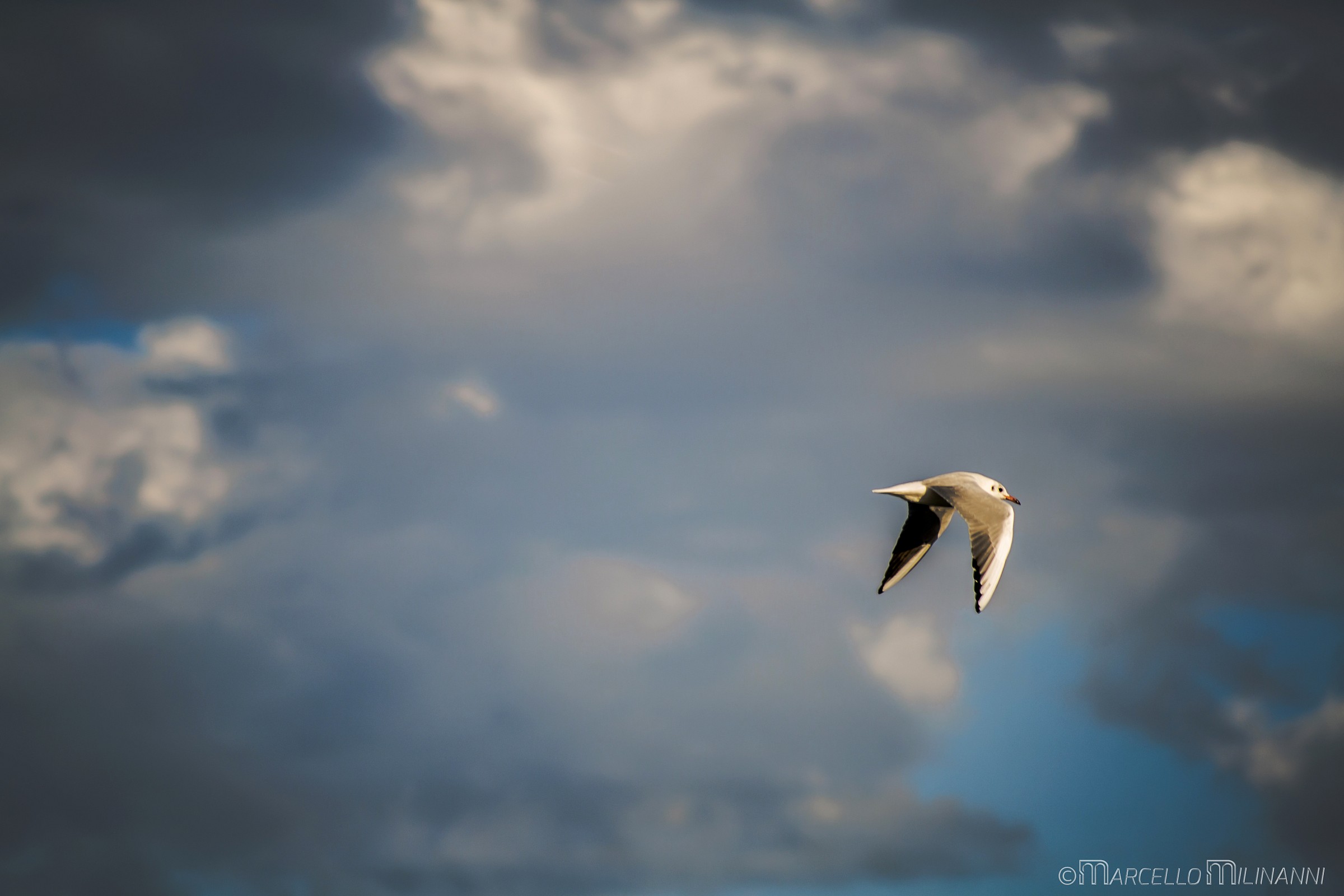 Seagull
