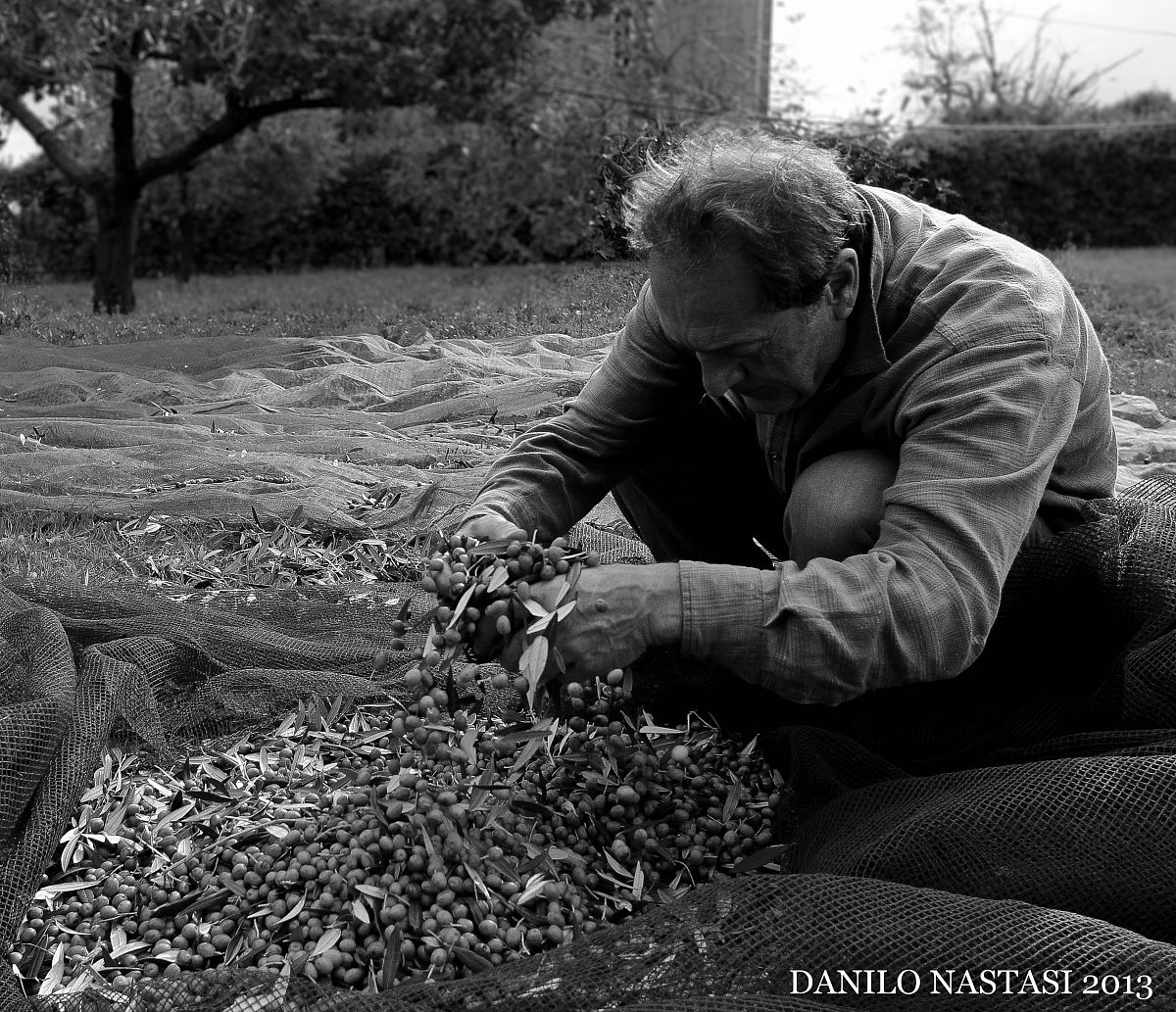 raccolta delle olive