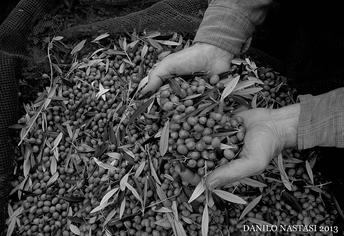 raccolta delle olive
