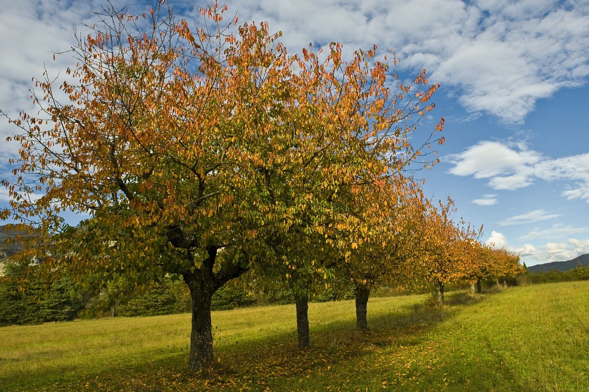 Cherry trees in autumn