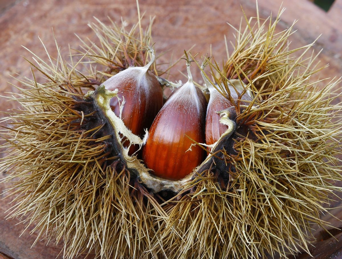 Tempo di castagne