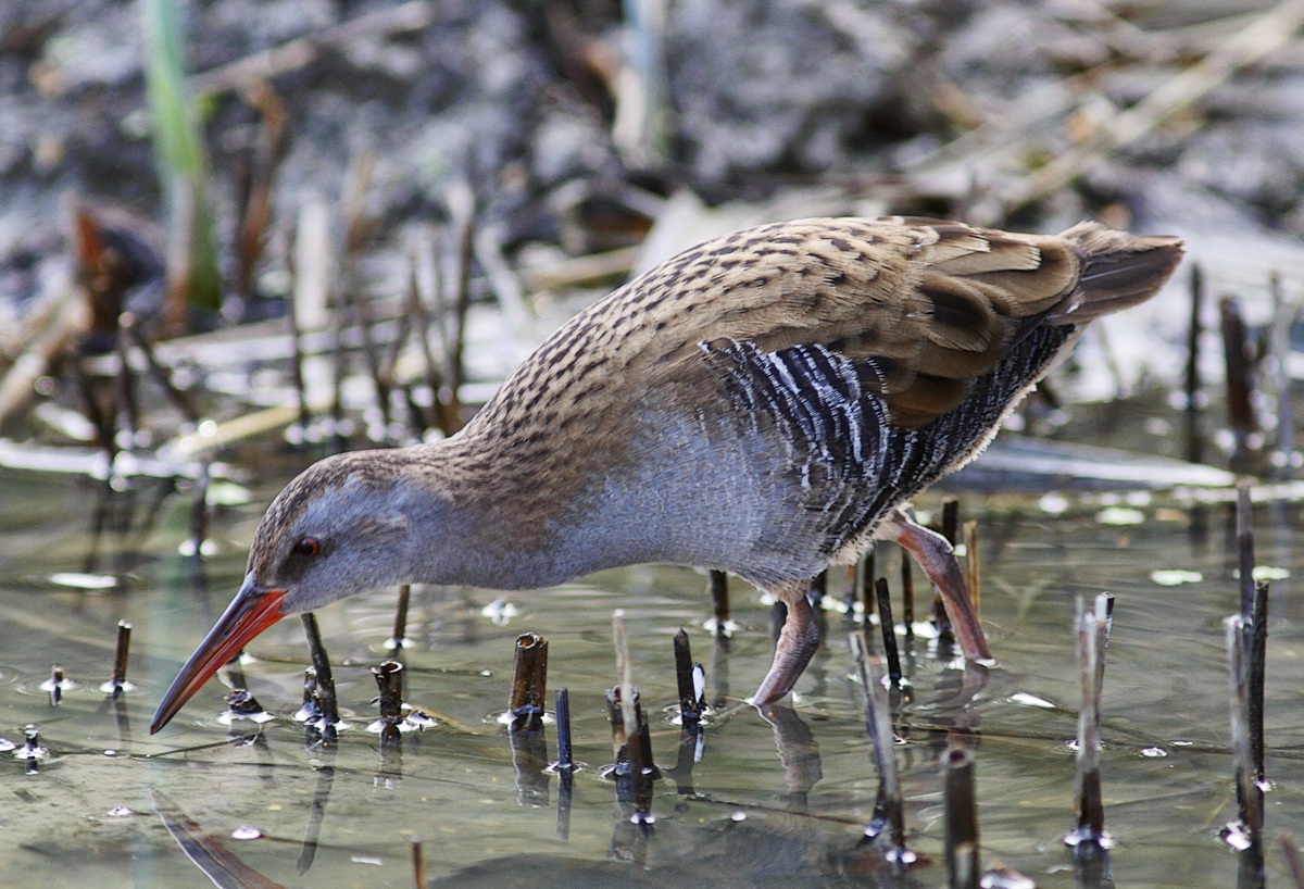 La Star di Mezza Cà ( Oasi di Bentivoglio - Bo)