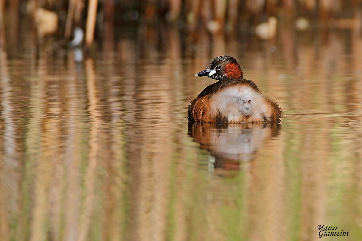 Little Grebe