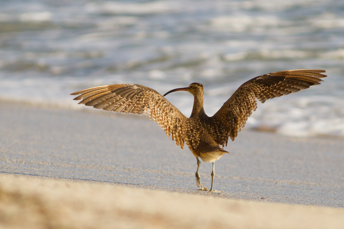 Eurasian Curlew