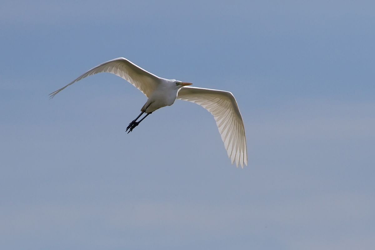 Airone bianco maggiore