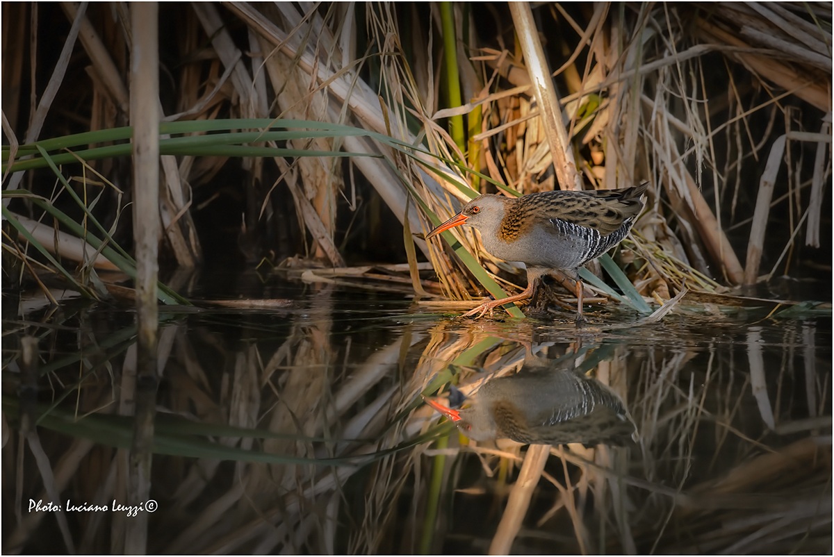 porciglione.. l'ultima luce
