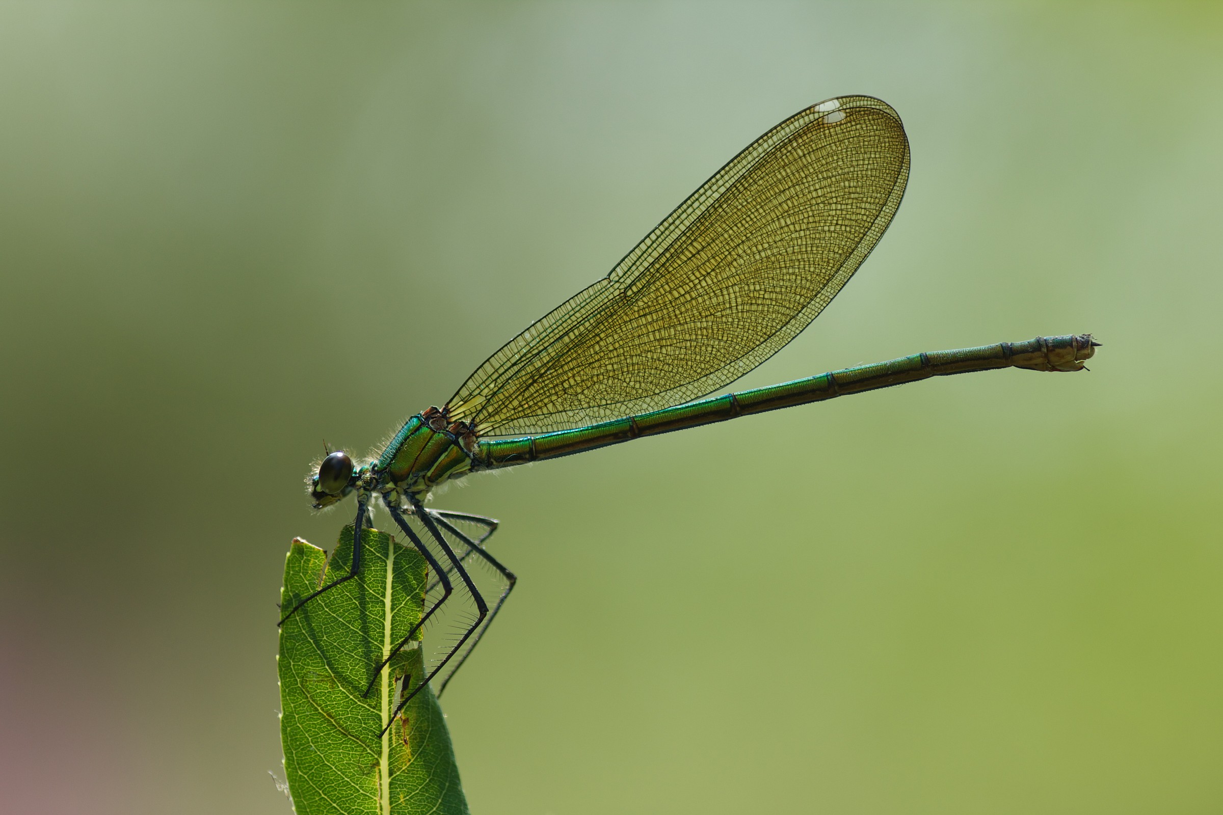 Calopteryx virgo, femmina
