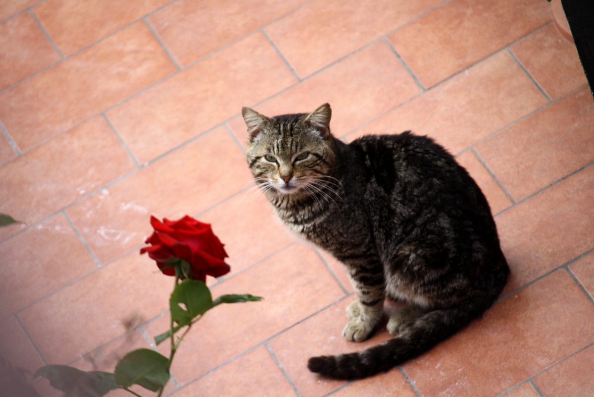 Two flowers ... bellissimi!