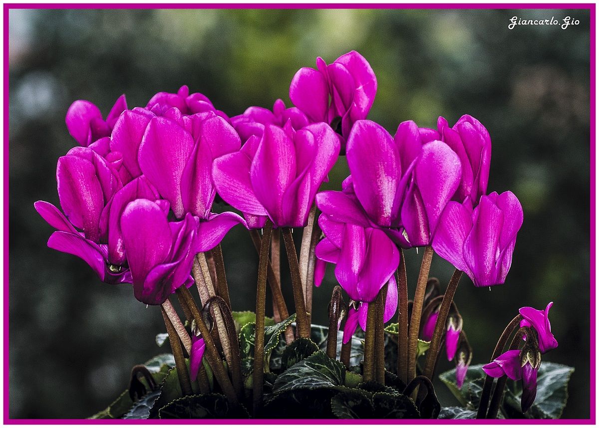 cyclamen