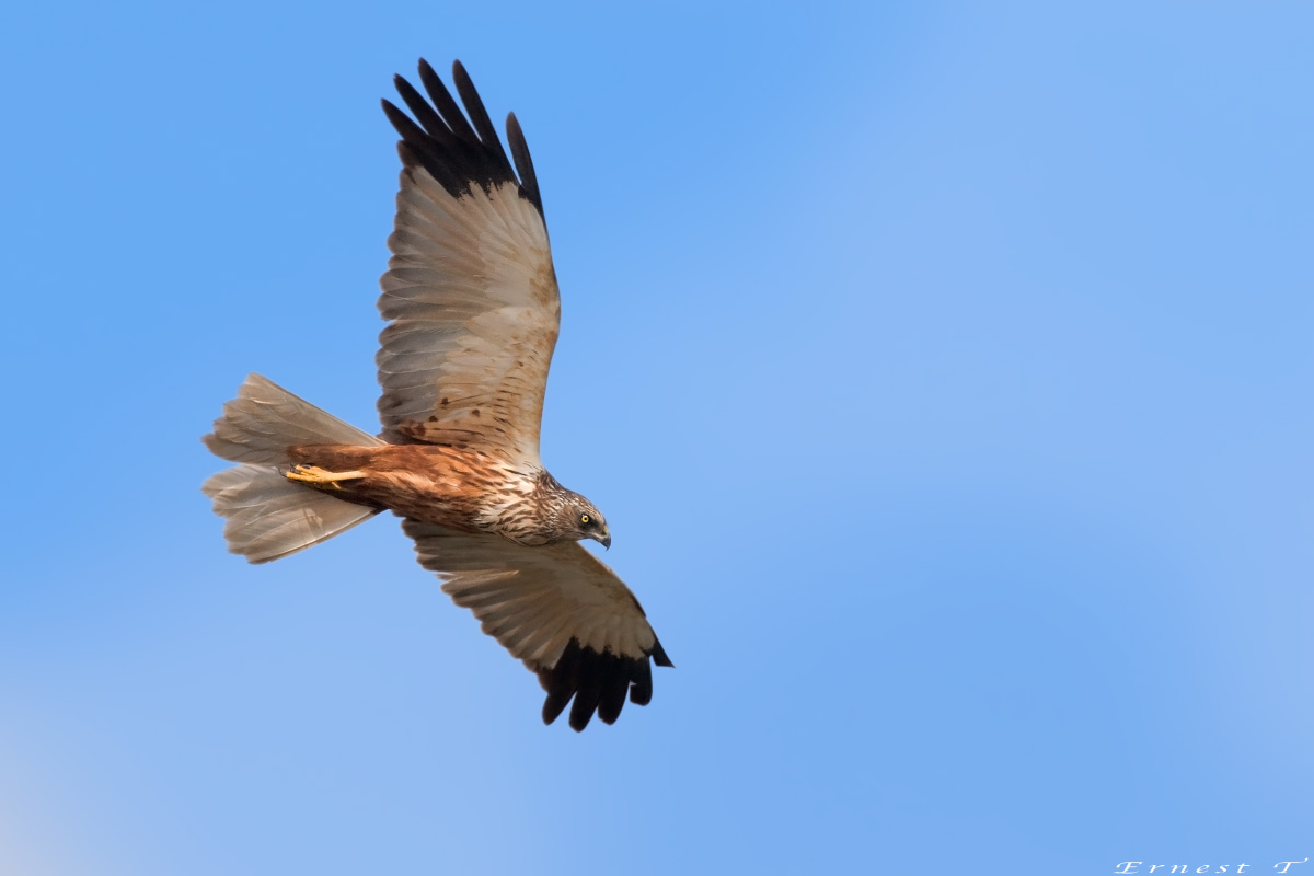 Marsh Harrier