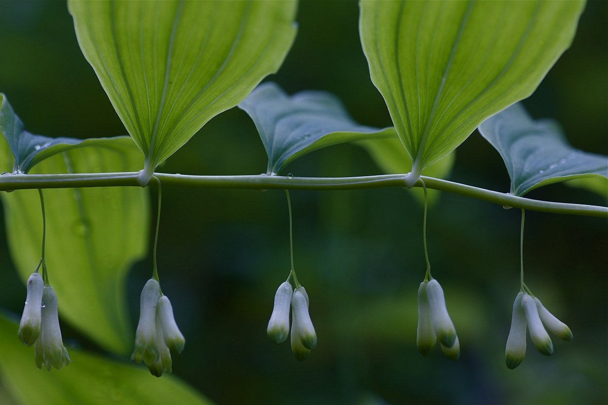 Solomon's seal in bud