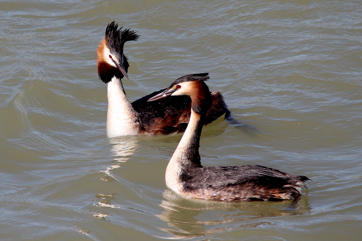 Coppia di svassi in corteggio