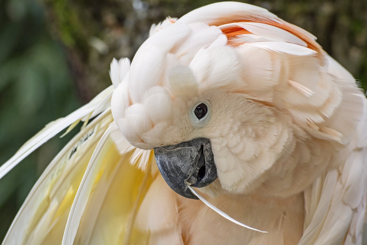 Moluccan Cockatoo