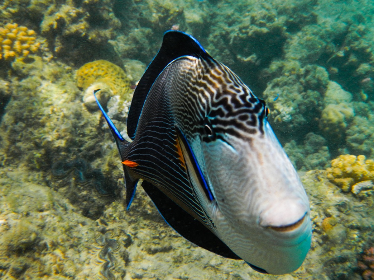 Ci ha messo la Faccia