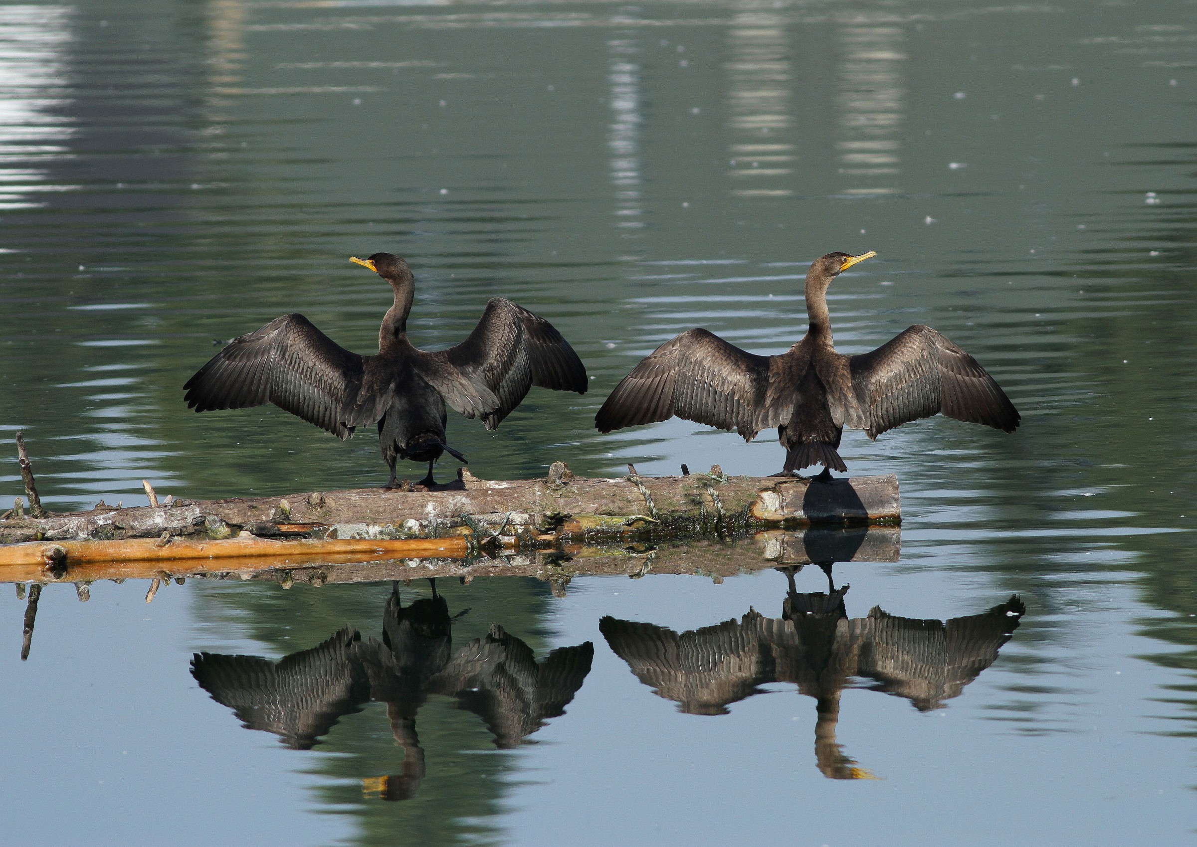 Syncronized Feather Drying