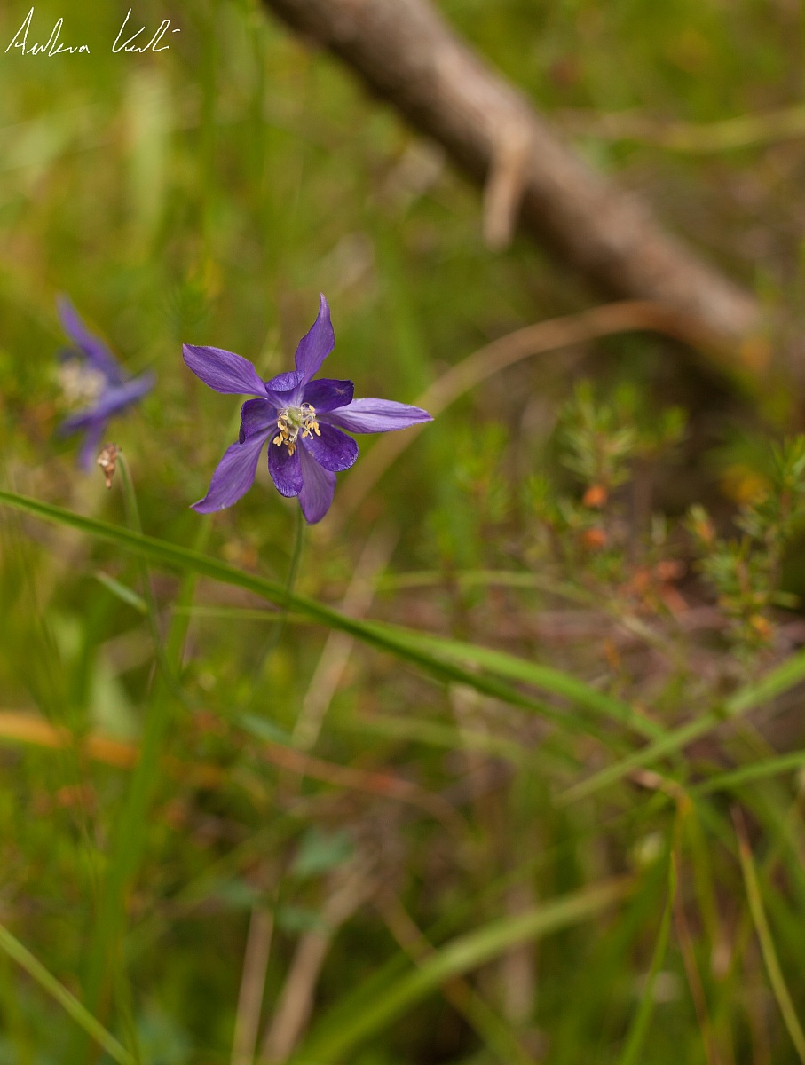 Aquilegia vulgaris