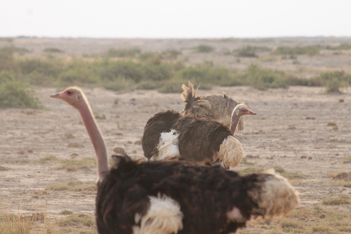 Masai Ostrich